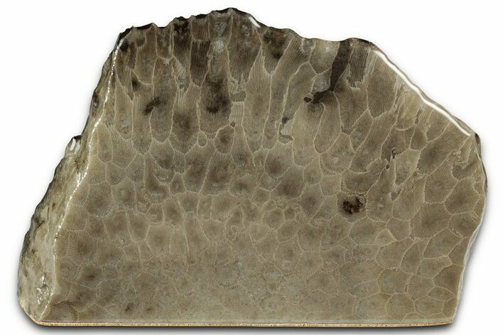 Free-Standing, Petoskey Stone (Fossil Coral) Section - Michigan #357000